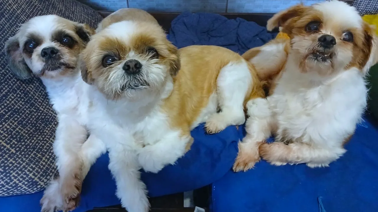 foto de três cachorros